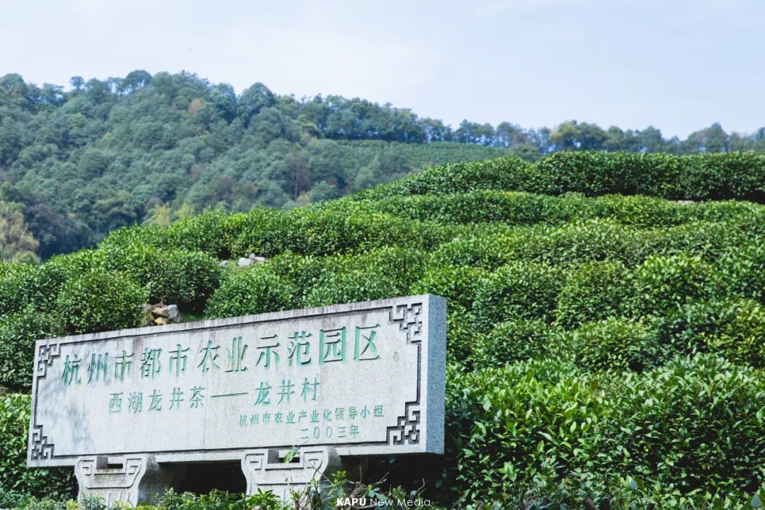 铁骨铮铮的胡则,近代胡适的《兰花草》,郁达夫的《迟桂花》,徐志摩的