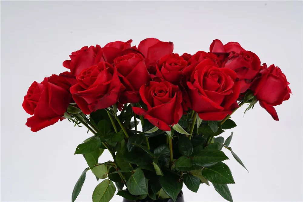 卡罗拉一朵小小的玫瑰传递爱神的旨意有情人终能眷属找到心中挚爱"愿