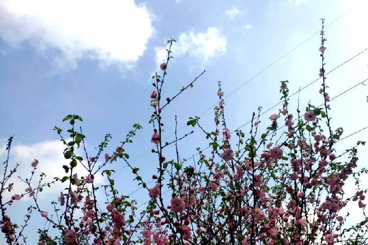 剛剛開園不久的照母山森林公園的粉紅花海驚豔了整個朋友圈,吸引了數