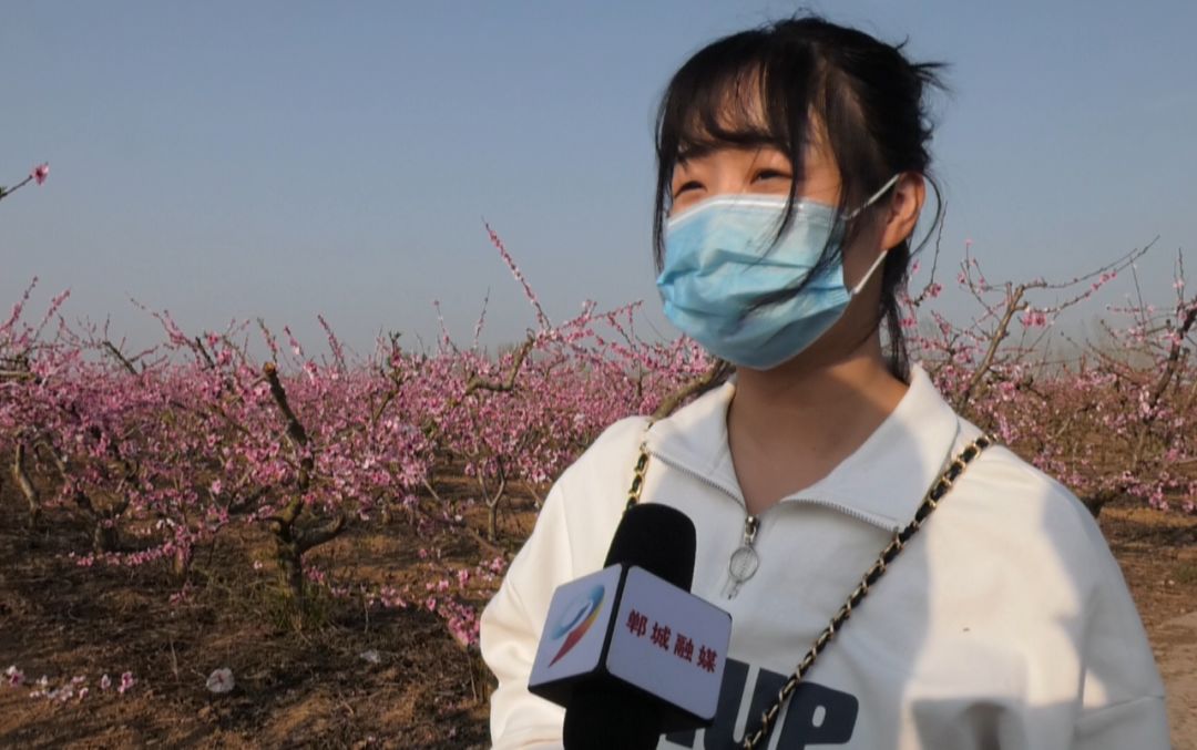 郸城:桃花别样红 美景醉游人