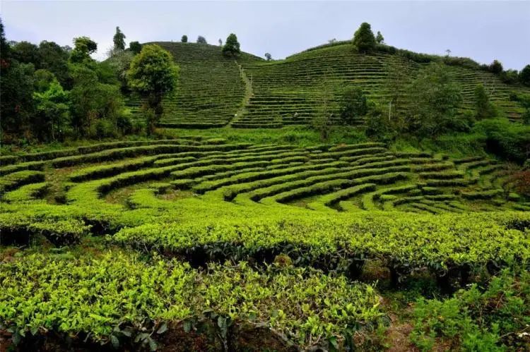 西双版纳州勐海县以茶产业为支撑推动乡村产业兴旺