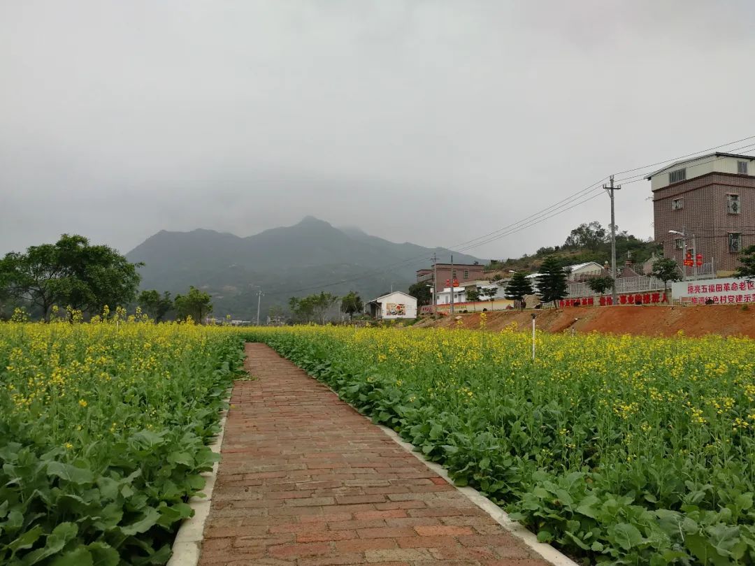 五福田村油菜花海开花了