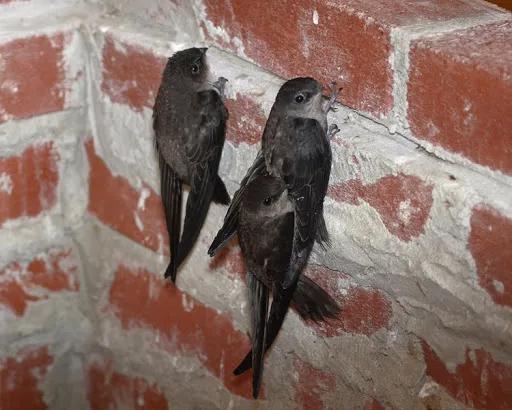 无脚鸟存在吗连睡觉交配都不落地的那种