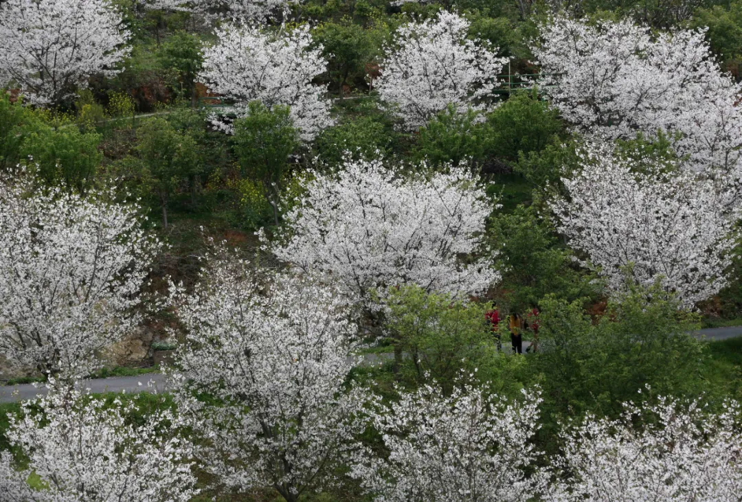 城北的賞櫻聖地——位於餘杭瓶窯鎮塘埠村西塢路邊儀門嶺的杭州櫻花園