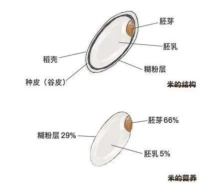 大米营养分布 95%精华在胚芽和糊粉层