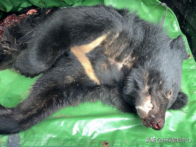 花莲卓溪乡发现黑熊尸体原因待查巡守队积极通报奏效