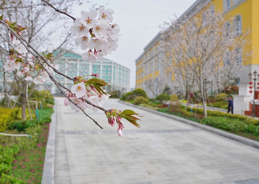 美翻华为桑田岛基地正式亮相园区