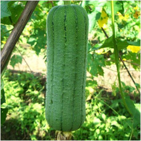 翡翠一号丝瓜种子 肉厚抗病水瓜种子_栽培