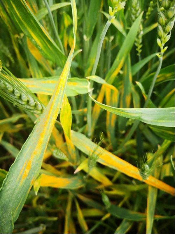 十年来最严重小麦这个病害即将大爆发