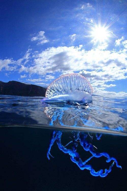 广泛分布于太平洋和大西洋中的僧帽水母是一种毒性很强的水母.