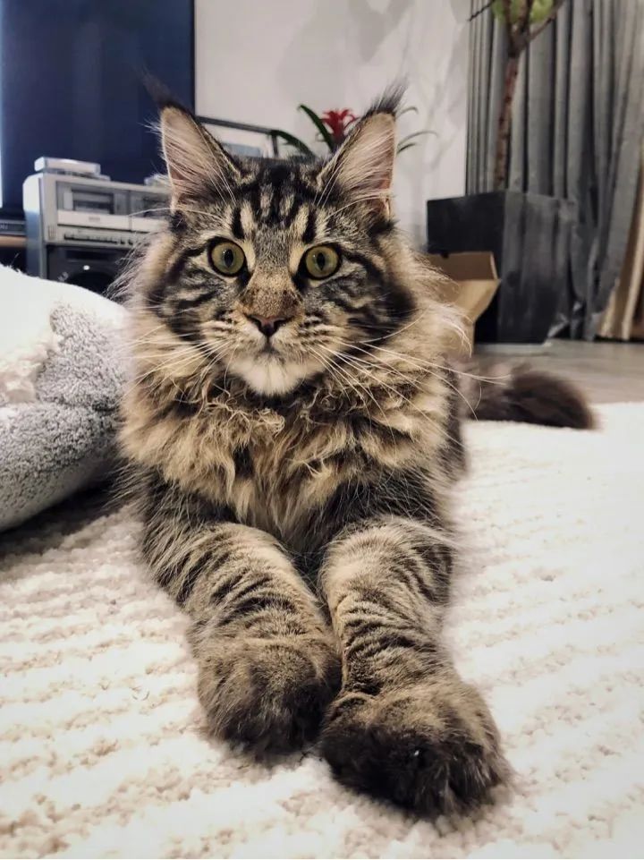 缅因一只可以把你吃破产的巨猫