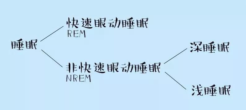 人类正常的睡眠,分为非快速眼动睡眠和快速眼动睡眠两个阶段,前者包括