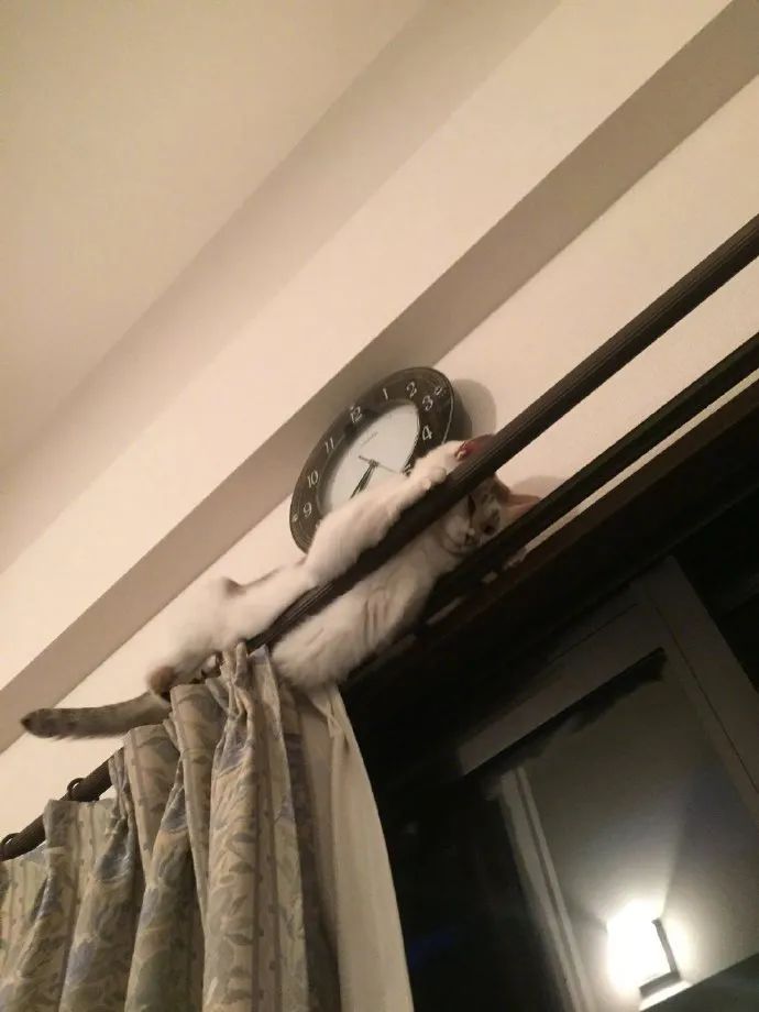 推主在拉窗帘的时候发现拉不动,抬头一看,发现这一幕!