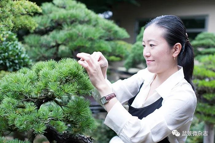 日本盆景女大師山田香織