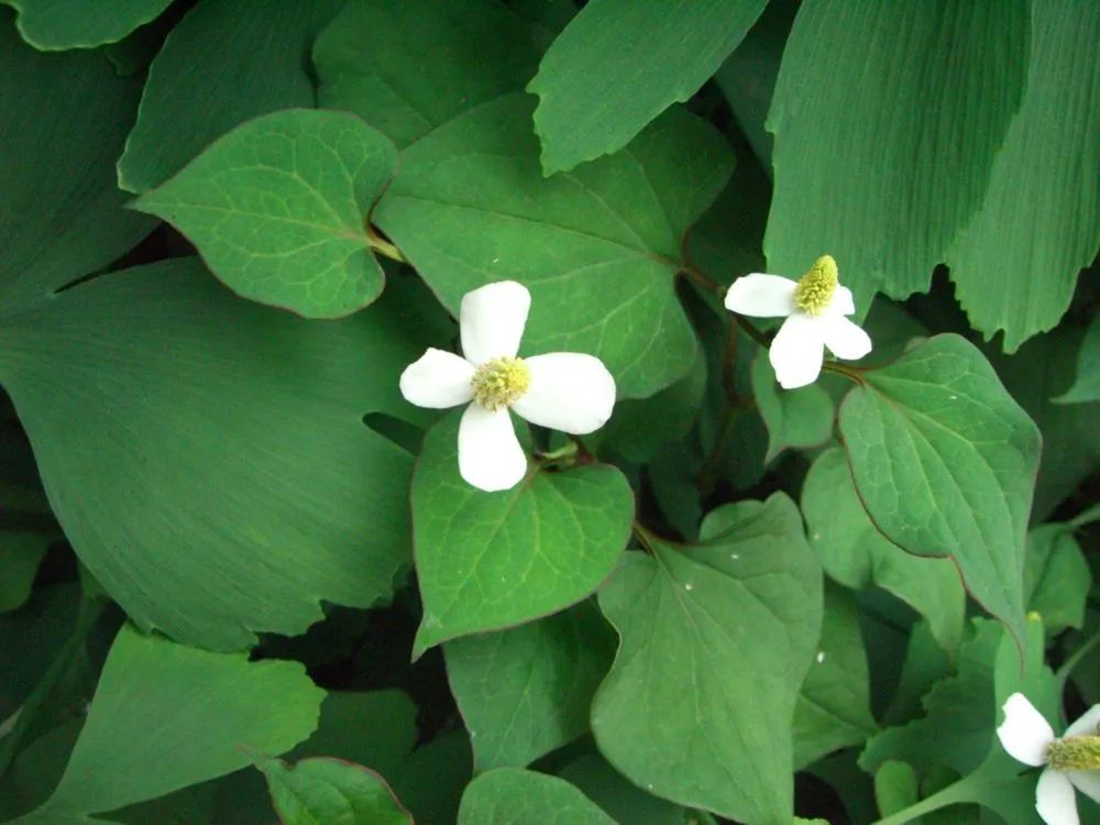 雖然1990年第一次去貴陽花溪,才第一次認識什麼是魚腥草——花溪呼之