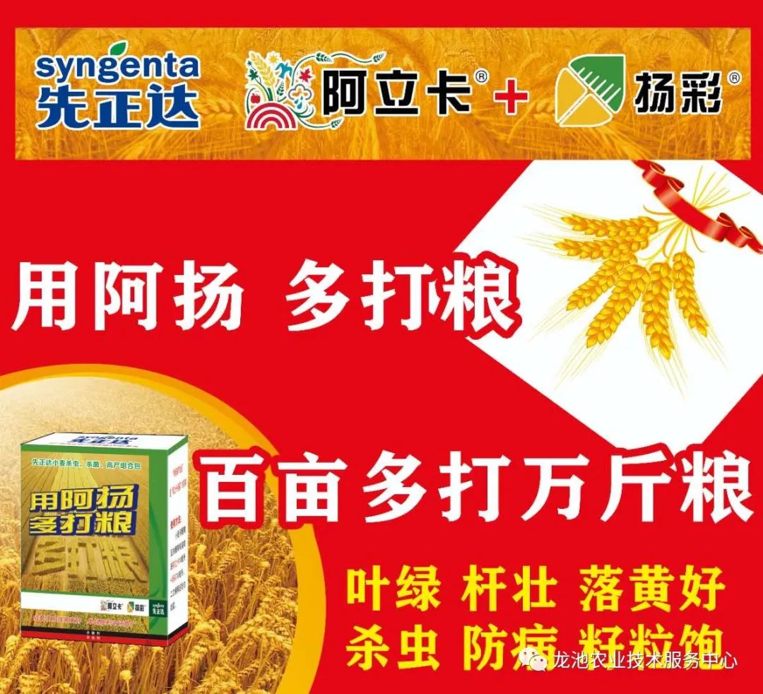 先正达一喷三防方案:阿立卡20-25ml 扬彩70ml 冠无双50-100ml防止干