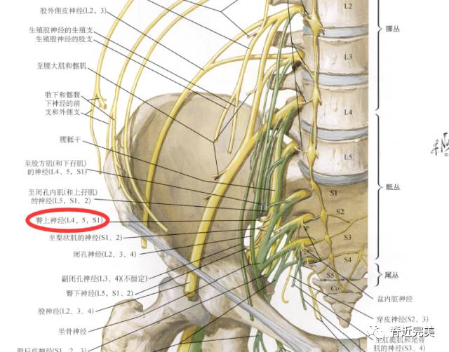 臀中肌,臀小肌和阔筋膜张肌(臀上神经;l4,l5,s1)解剖走行:触诊:患者