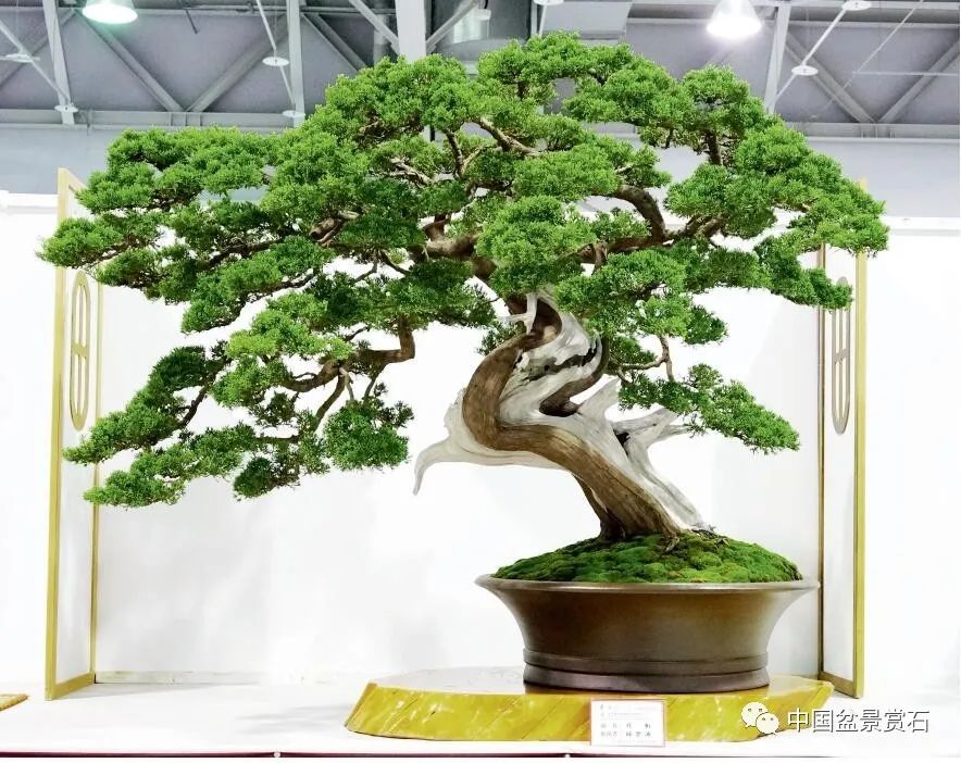 抗疫时刻线上回顾排世界前三之列的第18届华风展200余盆作品大回放