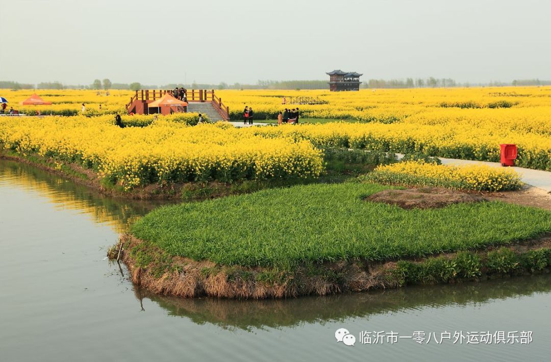 臨沂一零八戶外週六中國最美油菜花海興化千垛油菜花自駕一日遊