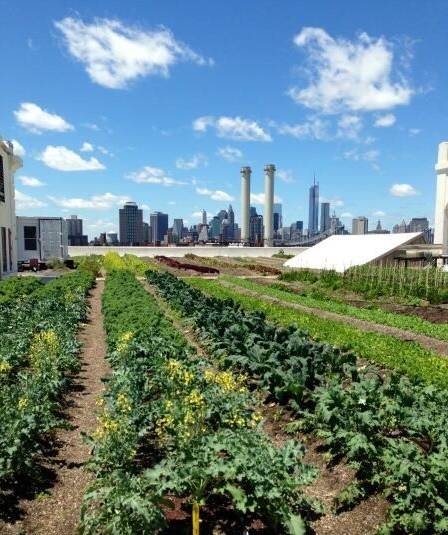 除了推動紐約市當地食物的供應,農場每年還吸收100多萬加侖的雨水