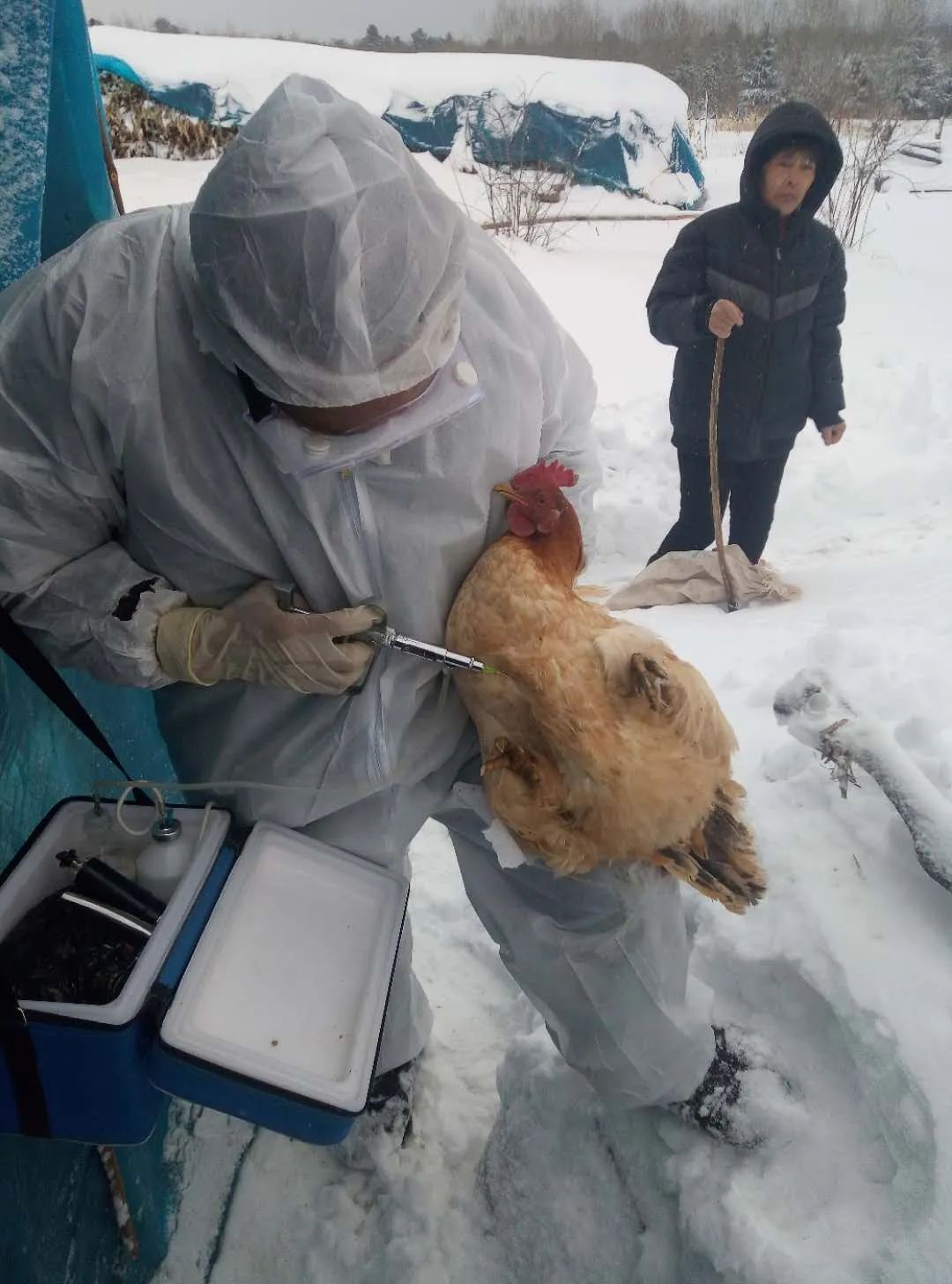 泉阳镇扎实开展春季动物防疫工作筑牢畜牧防疫防护网