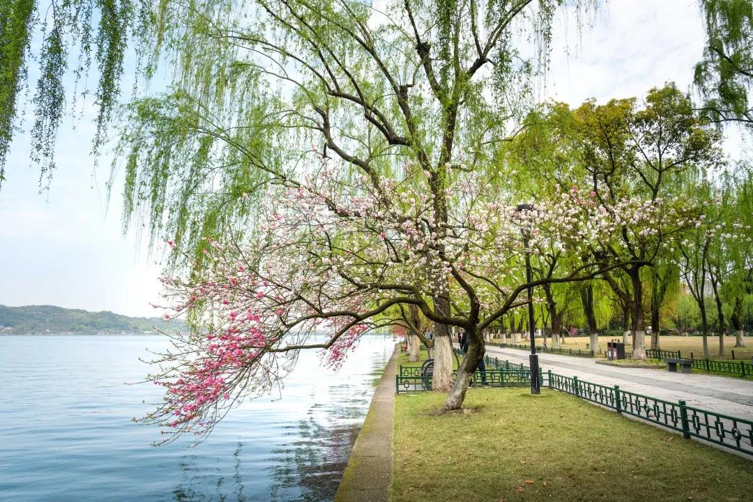 杭州西湖景区,柳浪闻莺桃红柳绿 沿湖桃花陆续进入花期!