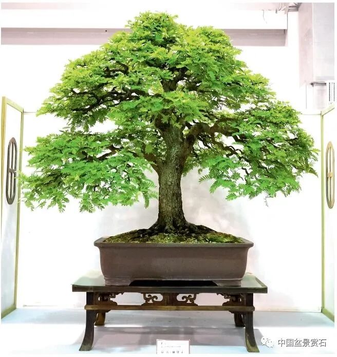 罗望子 王丰铨藏品毛朴 尹茂彬藏品木麻黄 苏罗泉藏品七里香 林建明