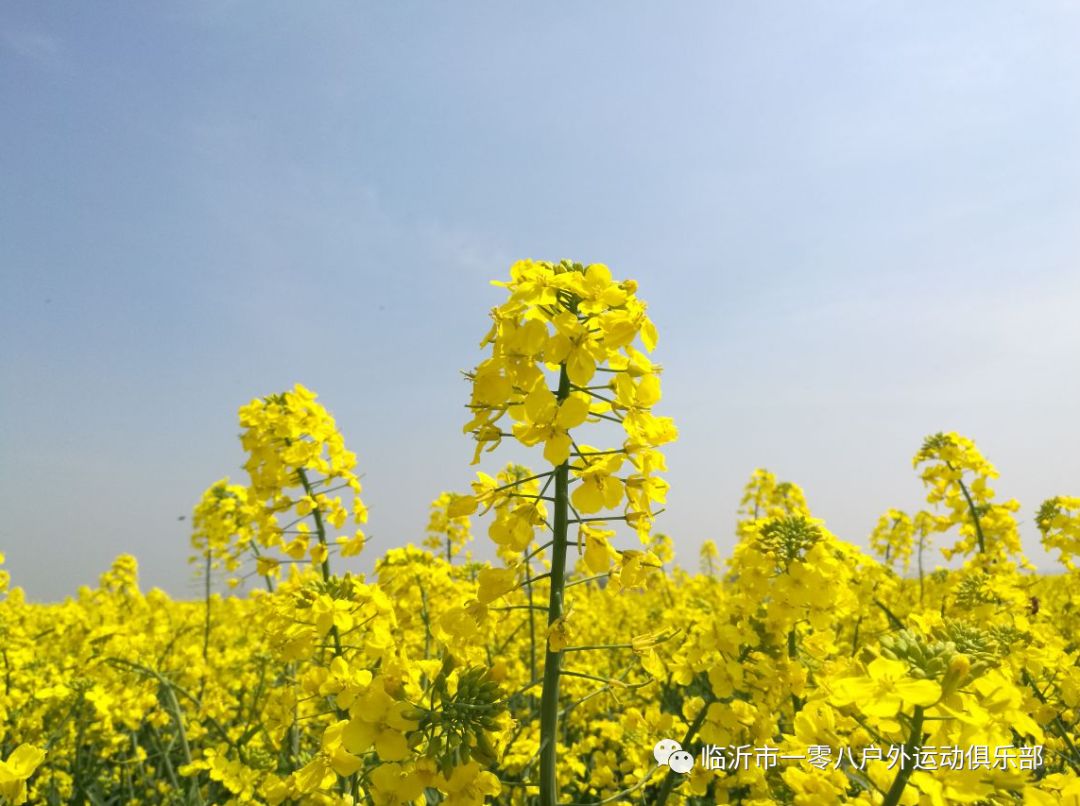 臨沂一零八戶外週六中國最美油菜花海興化千垛油菜花自駕一日遊