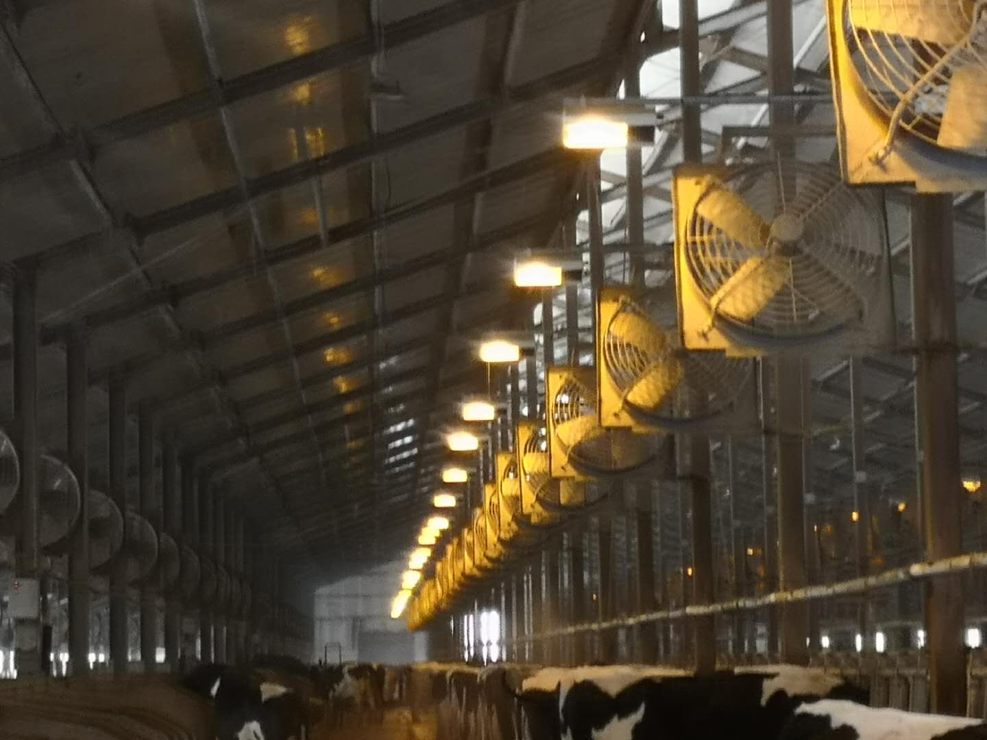 德米特中国牧场智能专用补光灯奶牛的健康的守护者