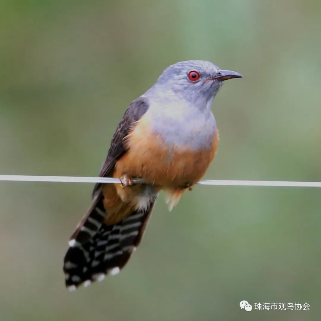 珠海鳥類知多少