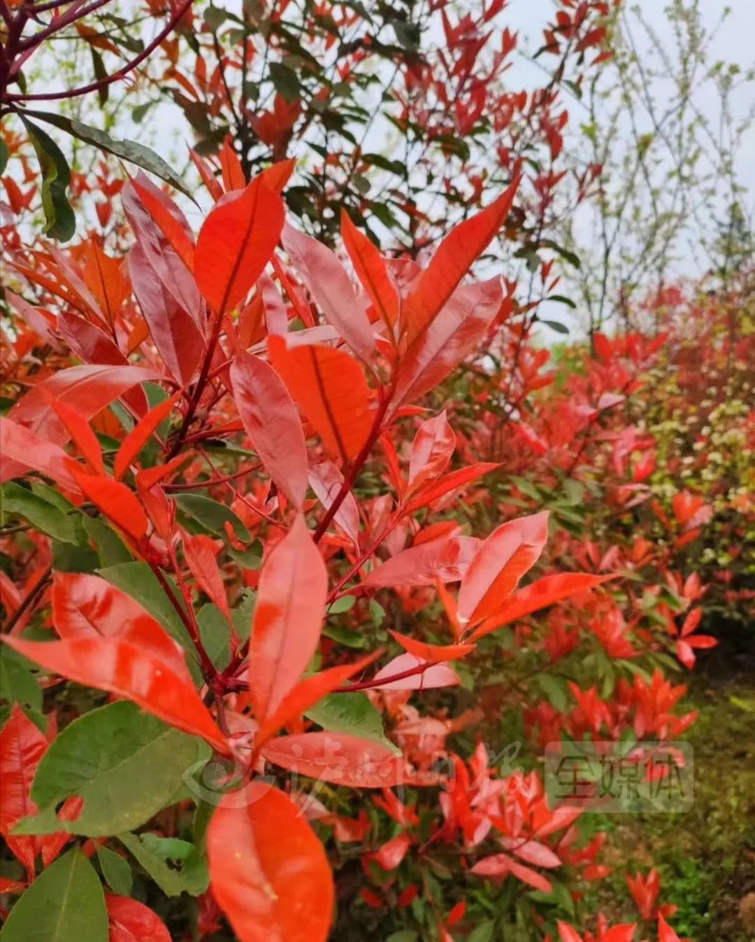红叶石楠观赏特性图片