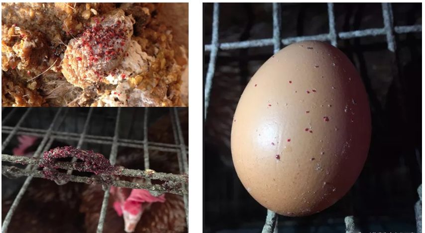 4,鸡虱子在不同鸡身上叮咬可以传播疾病