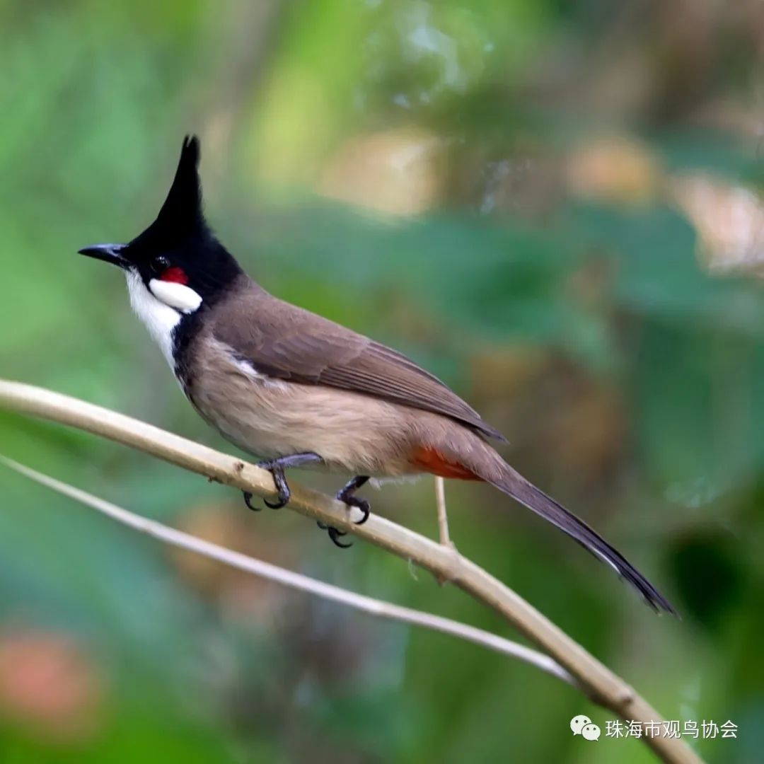 珠海鸟类知多少