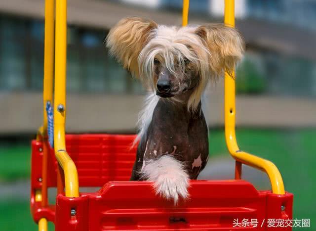 中国皇家裸犬头顶的冠毛像清朝官员的帽子
