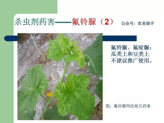 十三吗啉药害图片