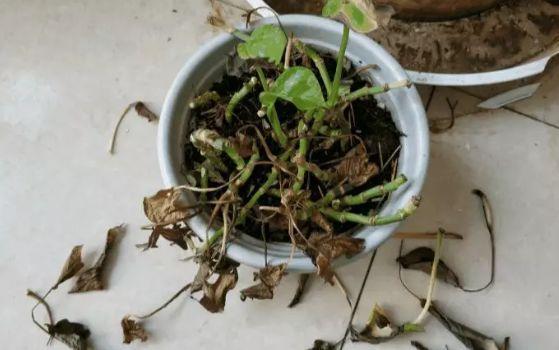 绿萝枯萎不要怕这招起死回生很简单看了都会用用就能活