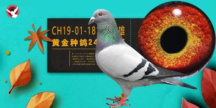 第2036期拍卖19号鸽ch19011811375雄黄金种鸽240直系