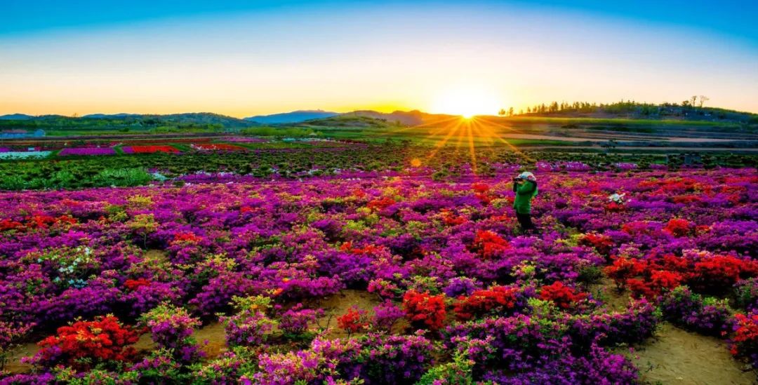 初见威海春暖花开初见诗词飞花美尽在精致威海游