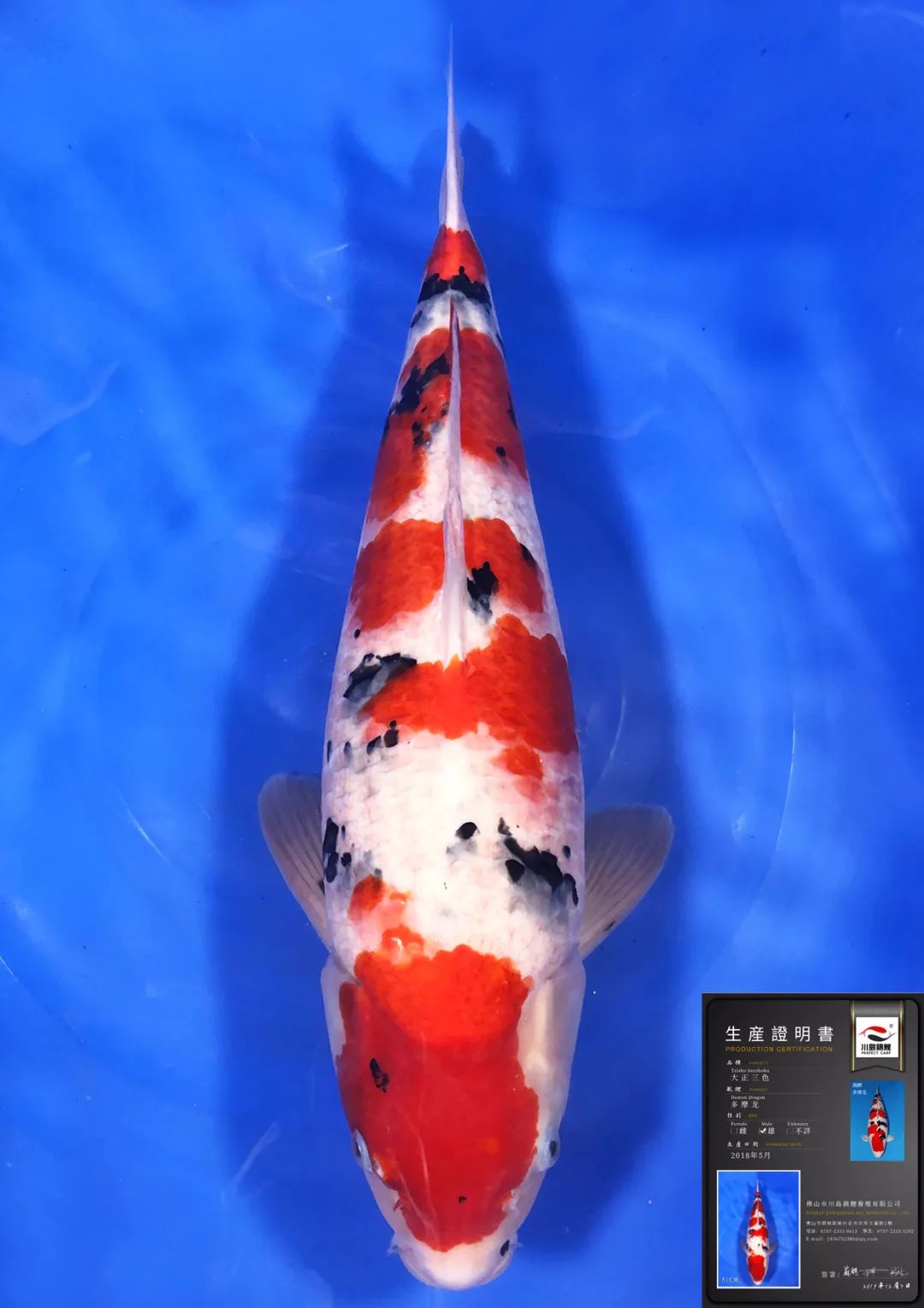 【公鱼种鱼】金上锦鲤优质德系银鳞公鱼种鱼上拍,机会难得,扫码下手