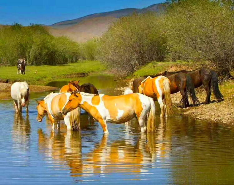 李白的将进酒被后人广为传诵但后人对其诗中五花马千金裘呼儿将出换