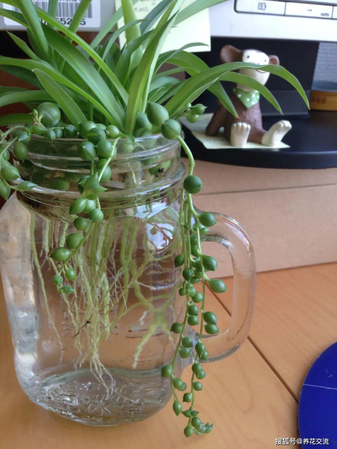 养阳台上的吊盆珍珠吊兰叶子容易干瘪根茎易枯萎是啥状况