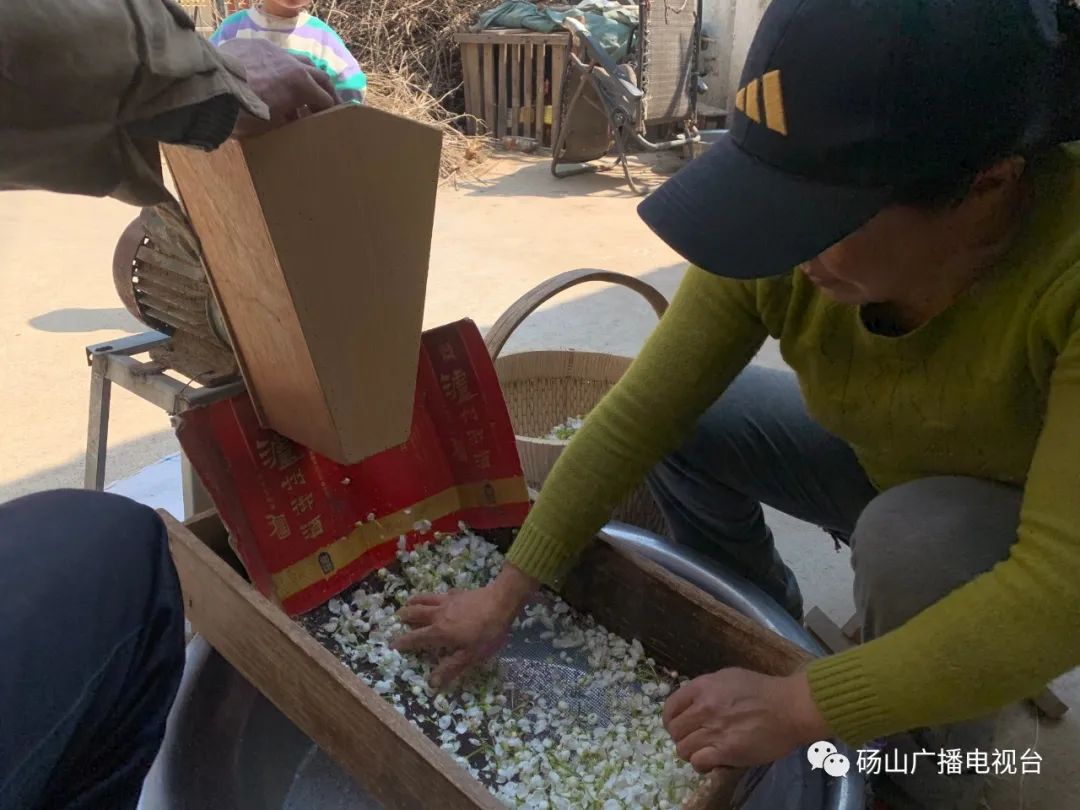 花海砀山梨花放,果农采花制粉忙!