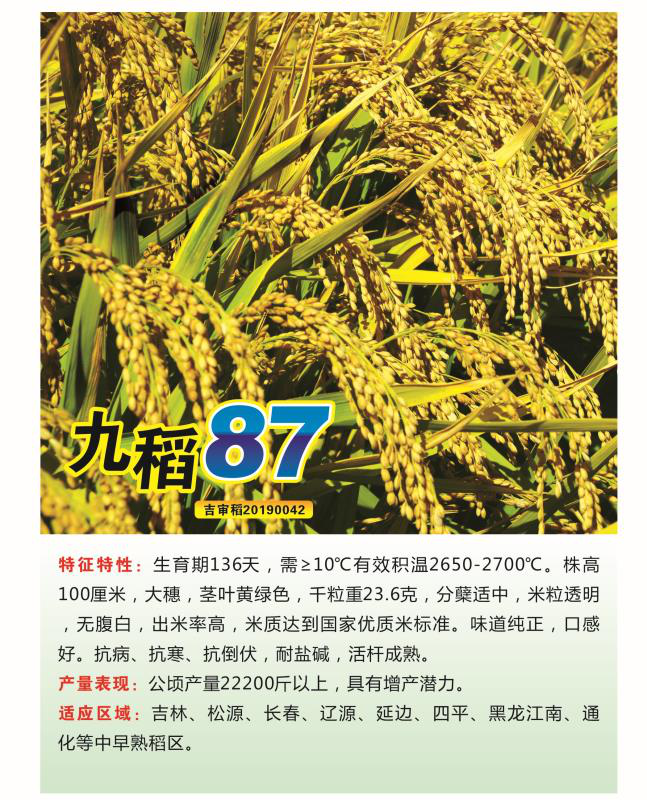 吉农大531水稻新品种图片