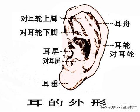 对耳屏偏大图片图片