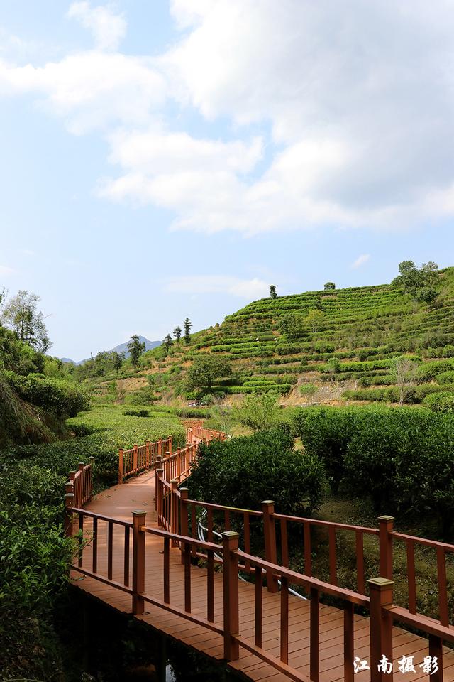 原創鳳凰鎮這條新修櫻花棧道穿越茶園風景迷人