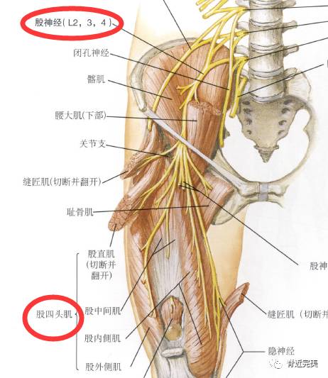 干货分享下肢肌肉的神经支配看完你就会