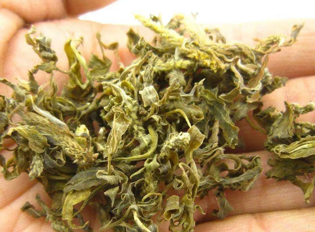 春天的树有多美味,吃过的人都知道!