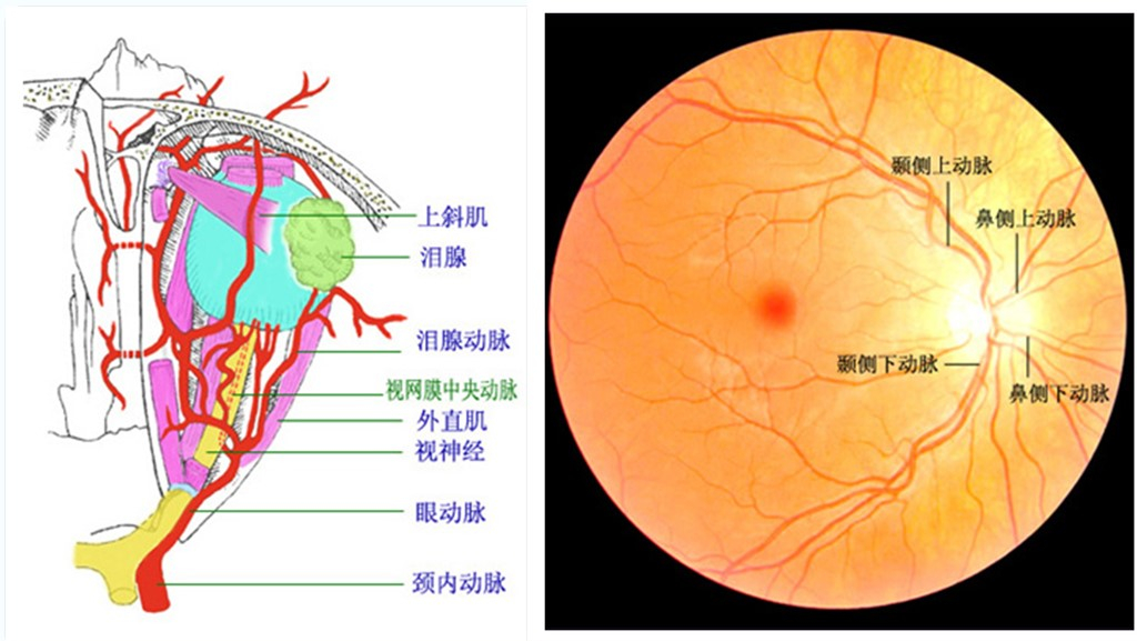 眼皮血管分布图图片