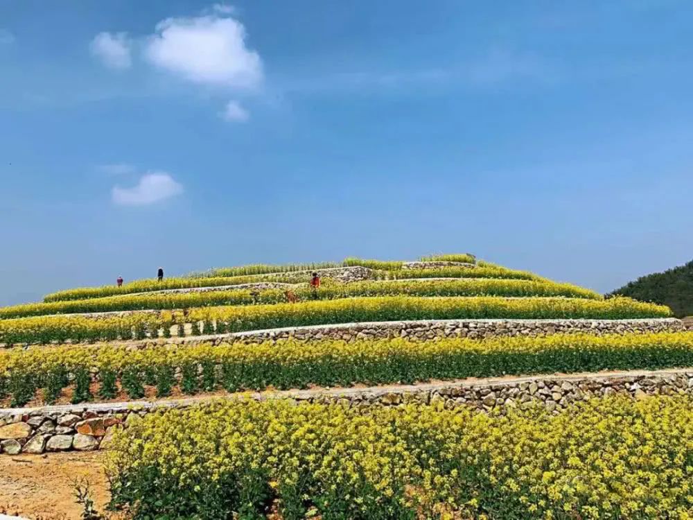 黄岩平田梯田油菜花海浙东十八潭一日游