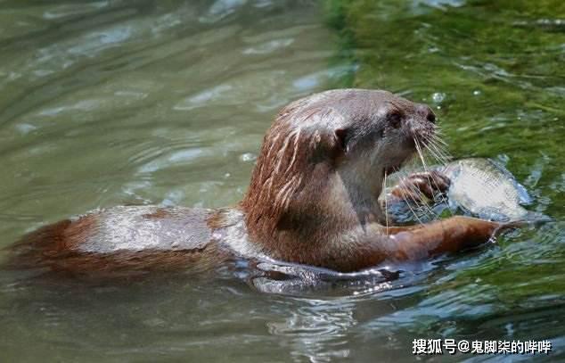 中国鬼怪一一水鬼会不会是它!